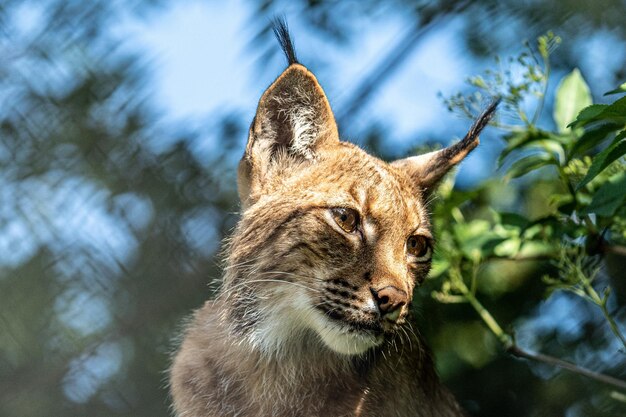 Photo close-up of a cat looking away