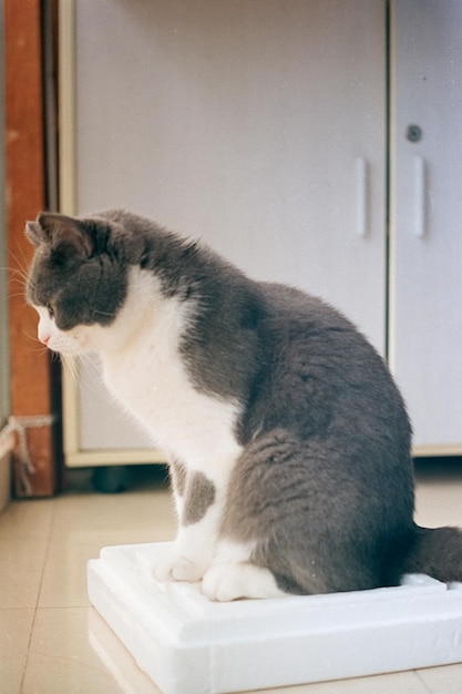 Foto close-up di un gatto che guarda da un'altra parte