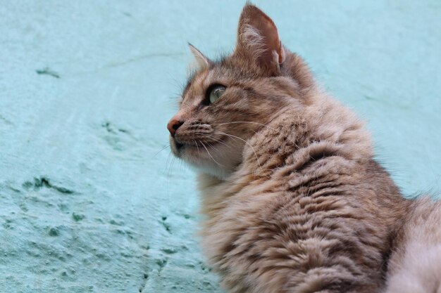 Foto close-up di un gatto che guarda da un'altra parte