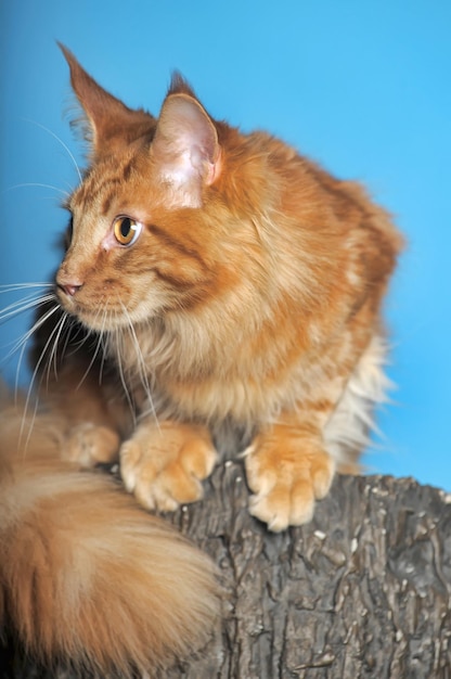 Photo close-up of a cat looking away