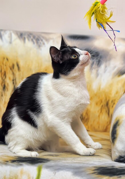 Close-up of a cat looking away