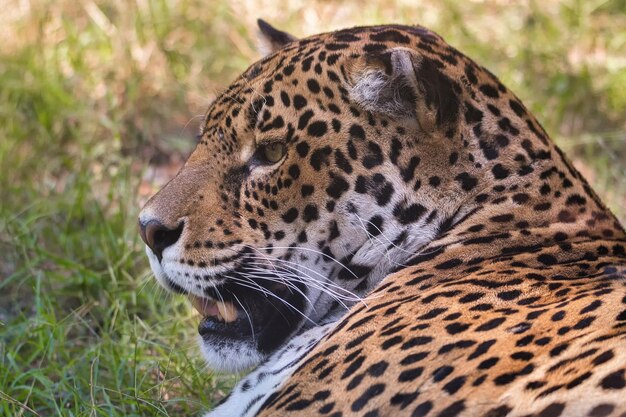 Photo close-up of a cat looking away