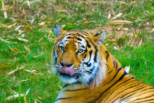 Close-up of a cat looking away