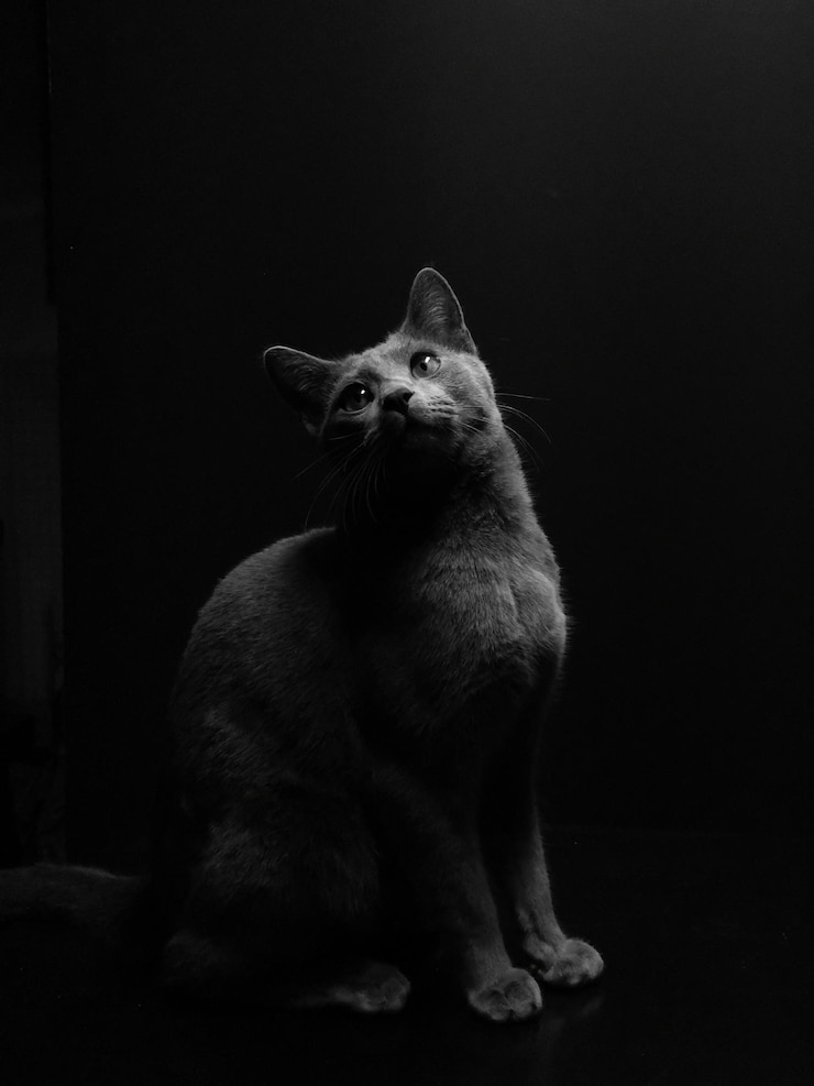 Фотография клоуз-ап кошки, отворачивающейся