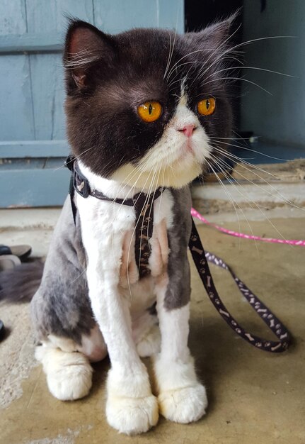 Foto close-up di un gatto che guarda da un'altra parte