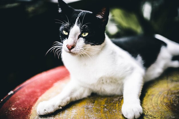 Photo close-up of cat looking away