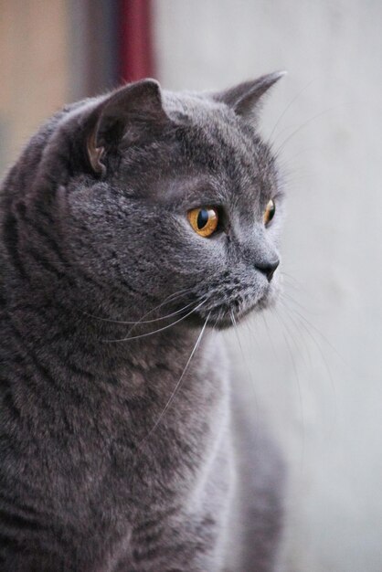 Close-up of cat looking away