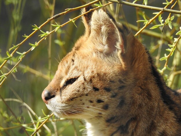 Close-up of a cat looking away