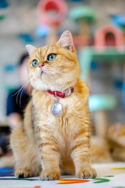 Close-up of cat looking away