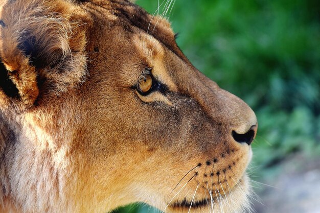 Foto close-up del gatto che guarda altrove