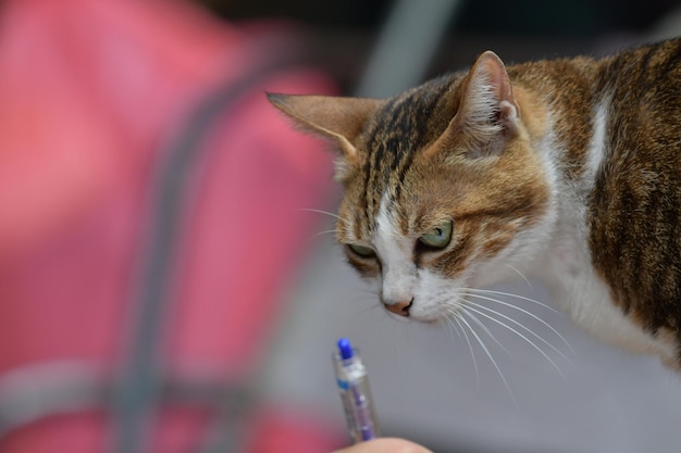 Photo close-up of a cat looking away