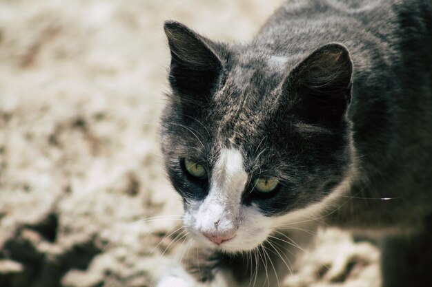 Photo close-up of cat looking away