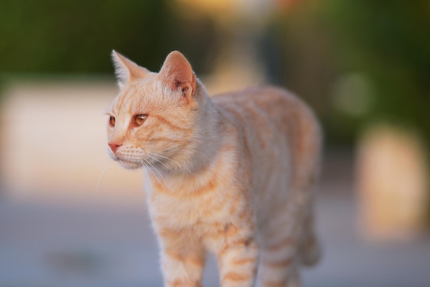 Близкий снимок кошки, отворачивающейся