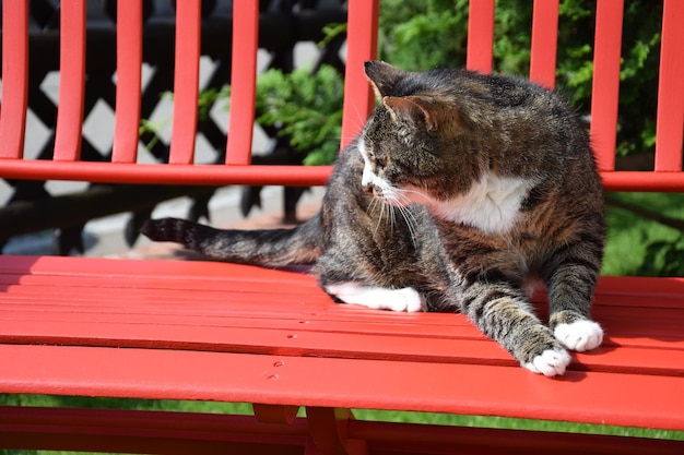 Photo close-up of a cat looking away