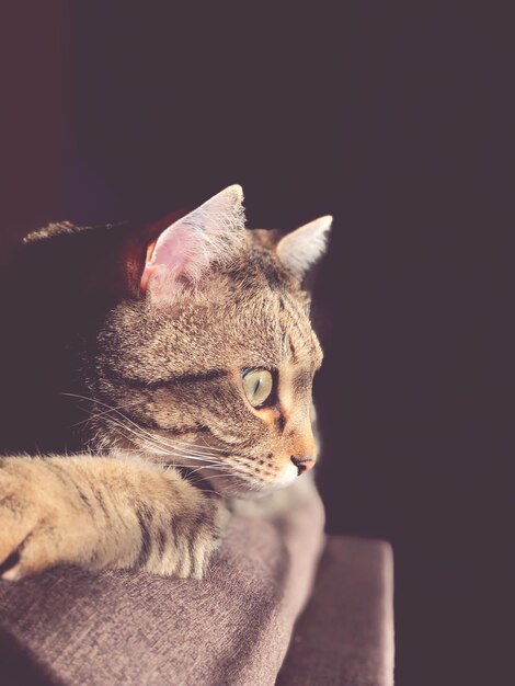 Close-up of a cat looking away