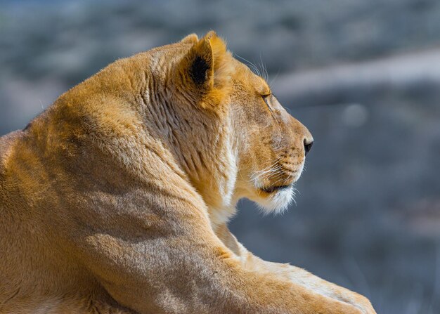 Close-up of cat looking away