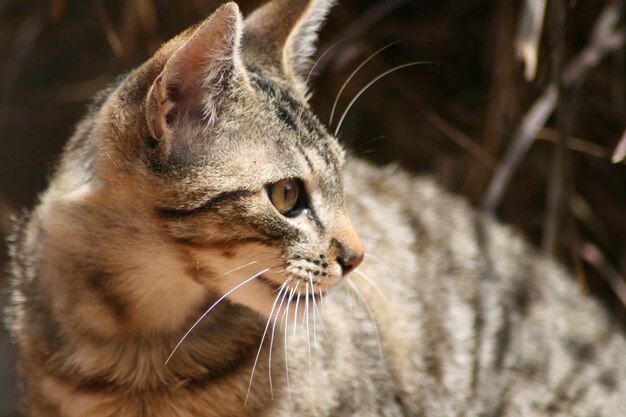 遠くを見回す猫のクローズアップ