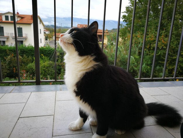 Close-up of a cat looking away