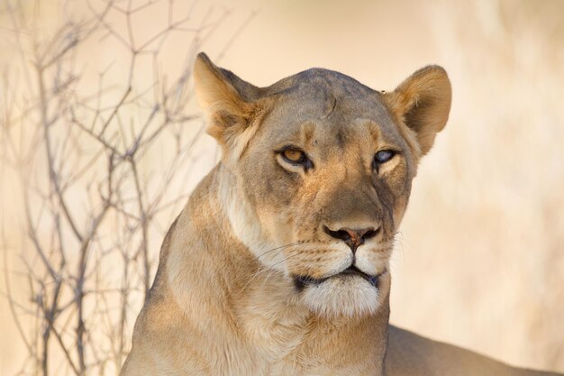 Close-up of a cat looking away