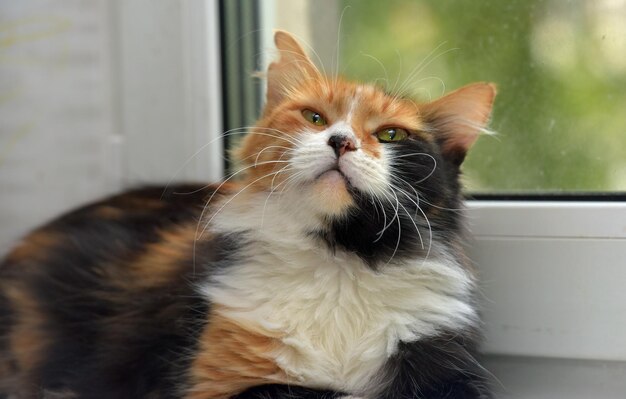 Close-up of a cat looking away