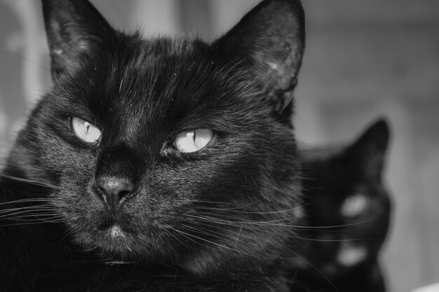 Foto close-up del gatto che guarda da un'altra parte