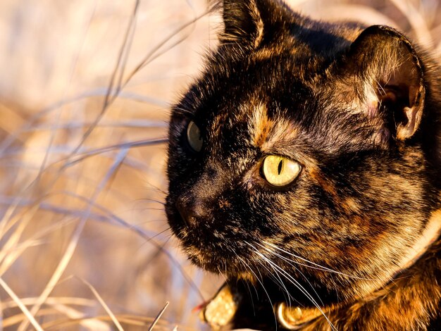 Foto close-up di un gatto che guarda da un'altra parte