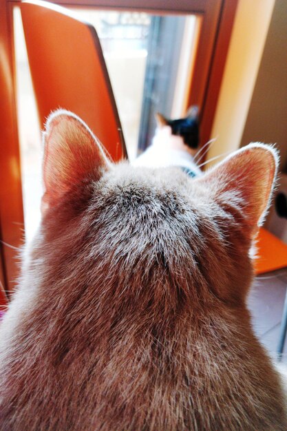 Photo close-up of cat looking away