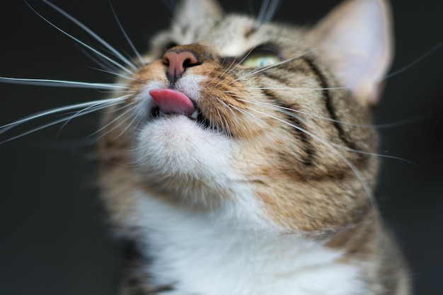 Foto close-up del gatto che guarda da un'altra parte