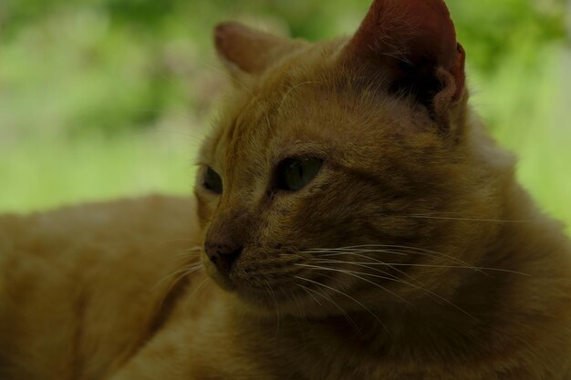 Close-up of a cat looking away