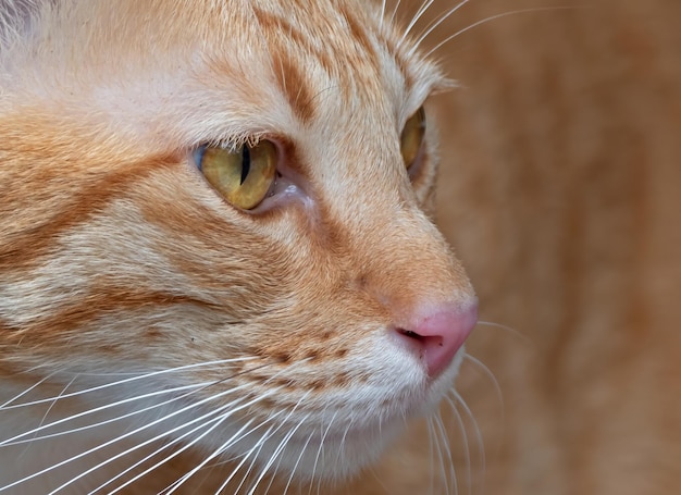 Photo close-up of a cat looking away