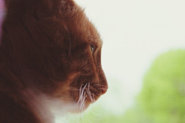 Close-up of cat looking away