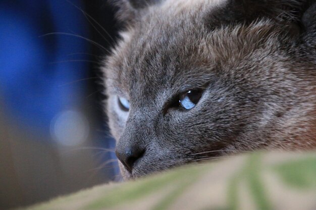 Foto close-up del gatto che guarda da un'altra parte
