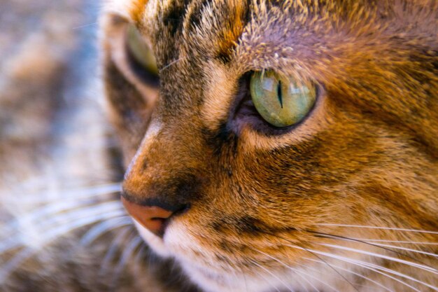 Photo close-up of cat looking away