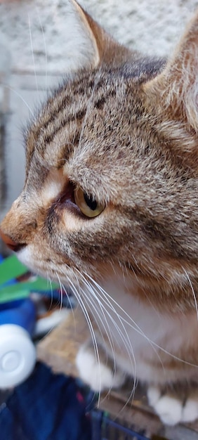 Photo close-up of a cat looking away