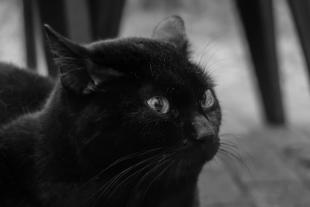 Foto close-up di un gatto che guarda da un'altra parte