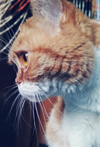 Photo close-up of a cat looking away