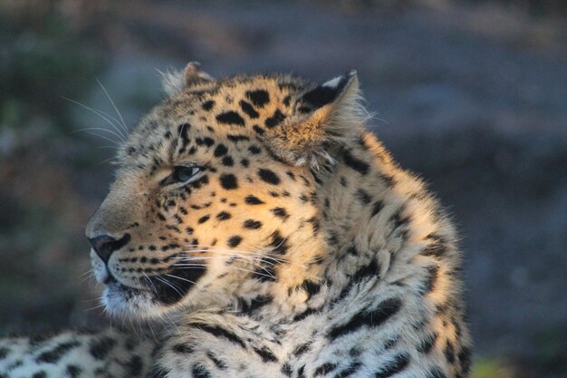 Photo close-up of a cat looking away