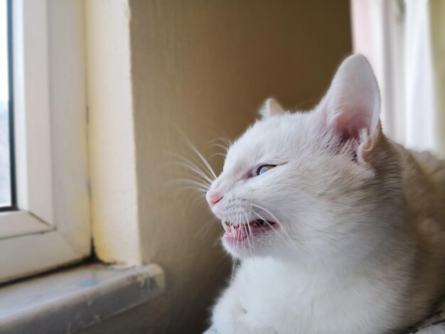 Close-up of cat looking away