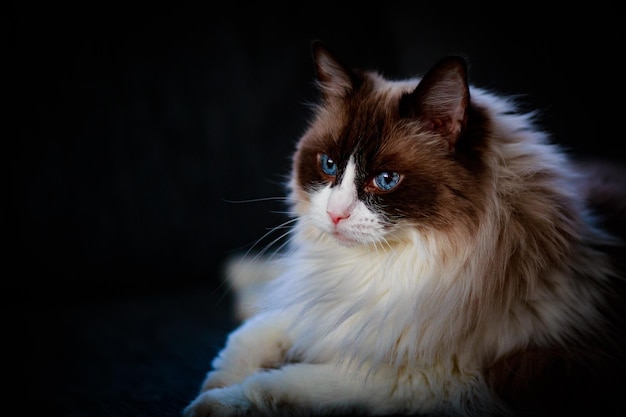 Близкий снимок кошки, отворачивающейся