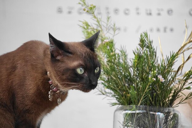 Close-up of a cat looking away