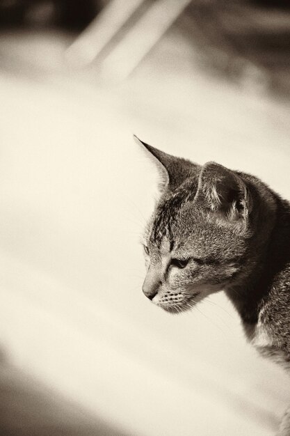 Close-up of a cat looking away