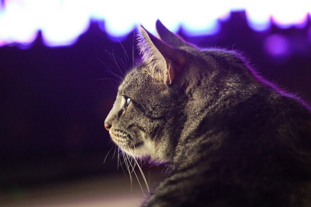 Photo close-up of a cat looking away