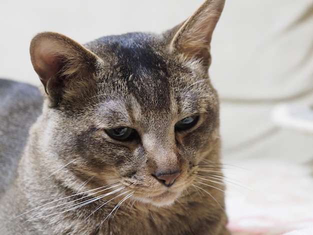 猫が目をそらしているクローズアップ