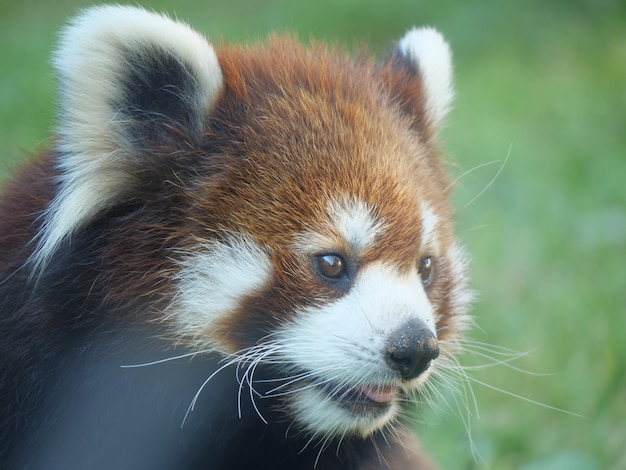 Close-up of a cat looking away