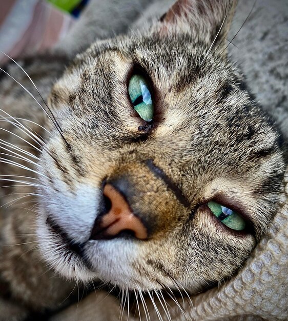 Foto close-up di un gatto che guarda da un'altra parte