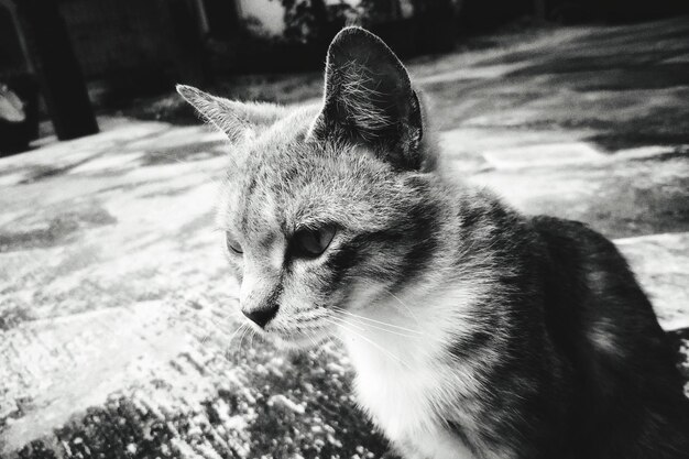 Close-up of a cat looking away