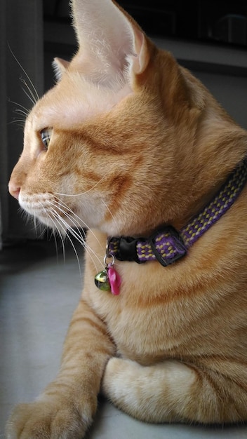 Photo close-up of a cat looking away