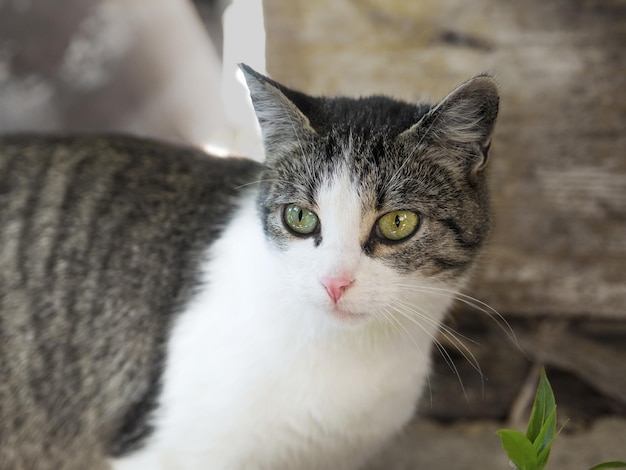 猫が遠くを見ているクローズアップ