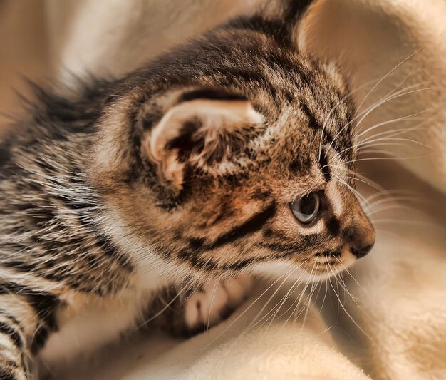 Foto close-up di un gatto che guarda da un'altra parte