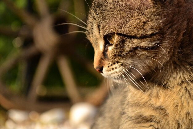 Photo close-up of a cat looking away